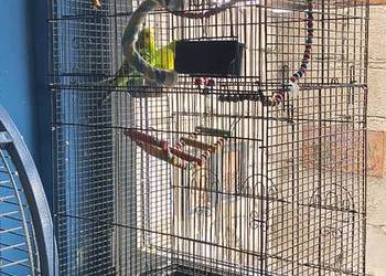 Sprzedam parkę papug falistych