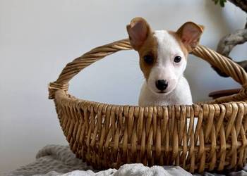 Szczeniaczek Jack Russell Terrier rodowód