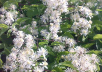 POWOJNIK PNĄCY Clematis - sadzonki w doniczkach