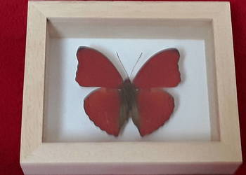 Motyl w ramce 8x10 cm Cymothoe sangaris 50 mm .