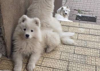 Samoyed gotowy do odbioru