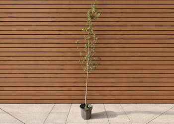 Grusza pospolita 'Beech Hill', wys. 250 cm