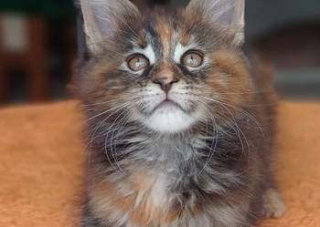 Maine Coon Kotka f22 Rodowód FPL