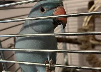 Papuga Aleksandreta obrożna ręcznie karmiona