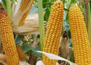 Nasiona kukurydzy Popis - Smolice 50 tys nasion jednostka