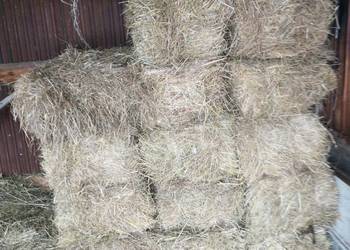 Siano w kostkach ściółka dla zwierząt 14sztuk. ZADARMO