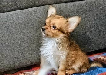 Chihuahua pieski