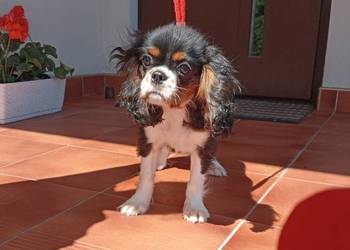 Cavalier King Charles Spaniel - suczka Tricolor