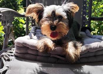 York terrier suczka