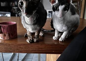 Cornish Rex - kocur i kotka, płatna adopcja