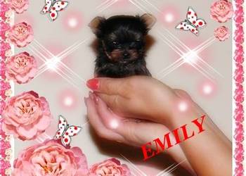 York,Yorkshire Terrier! Elitarne MICRO Cudeńka dla VIP!Kraków