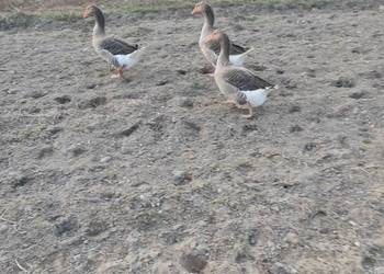 Sprzedam gęsi landes