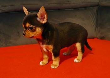 Piękny piesek chihuahua