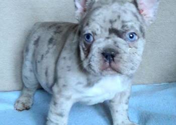 Buldogi francuskie szczenieta