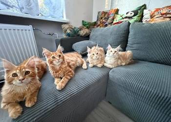 Gandalf Maine Coon