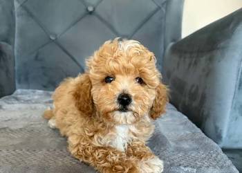 Szczeniaki Maltipoo