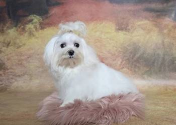 Suczka Maltańczyk z rodowodem FCI