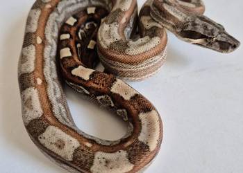 1# Boa cesarski cb25 samiec