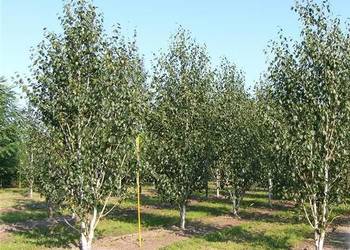 BRZOZA DORENBOS Betula utilis "Jacquemontii" 10-12