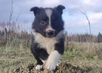 Piękna Rasowa Suczka Border Collie, szczenię z pełną dok.