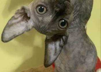 Sfinks Kanadyjski. Koteczka do odbioru. Rodowód