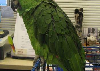 Amazonka Auropalliata Para legowa