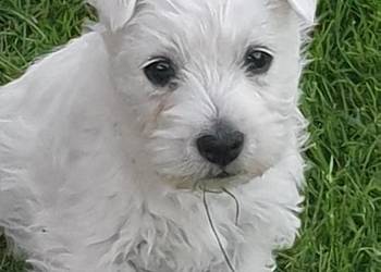 West Highland White Terrier