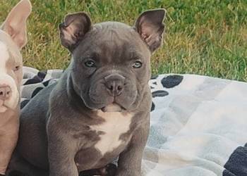 American Bully Pocket Piesek