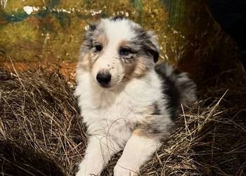 Owczarek szkocki collie