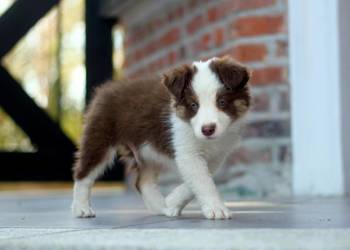 Border Collie szczenieta