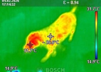Poszukiwanie zaginionych zwierząt, termowizją, Wrocław, cena