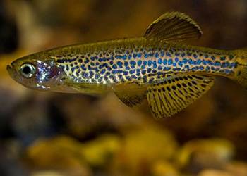 Danio lamparci - Brachydanio lamparcie - BOGATA OFERTA