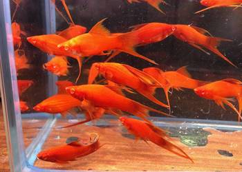 Wiedeński Lira Red Albino mieczyk