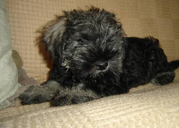 sznaucer miniaturowy,sznaucer miniatura szczenięta / pieski, samce / .