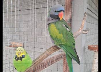 Aleksandretta chińska