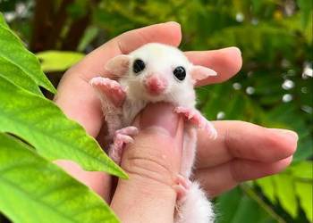 Lotopałanka karłowata Leucystyczna maluszek z odbiorem na luty