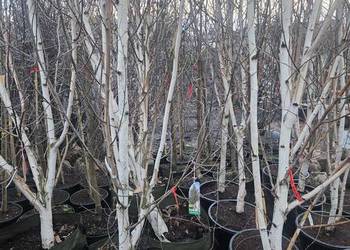 Brzoza Doorenbos 300-350-400