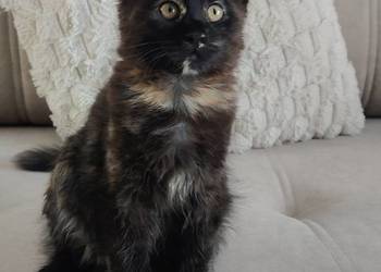Koteczka Maine coon