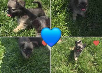 Chihuahua samczyk długowłosy FCI