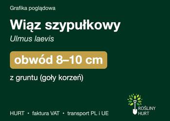 Wiąz szypułkowy (Ulmus laevis) obwód 8-10 cm, z gruntu – HURT