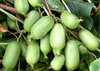 Sadzonki Mini Kiwi! Samopylne Issai!