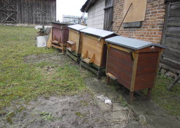 Sprzedam ule warszawskie  poszerzane