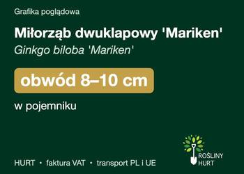 Miłorząb dwuklapowy 'Mariken' obwód 8-10 cm, w pojemniku – HURT