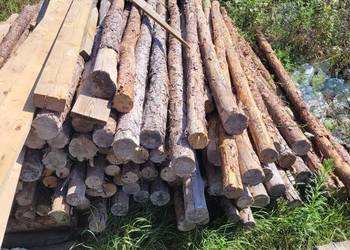 stemple budowlane świeże 3 m długości 100 sztuk