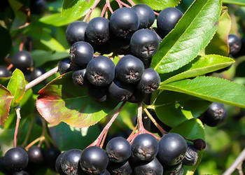 ARONIA CZARNOOWOCOWA - sadzonki 50cm w doniczkach !!!