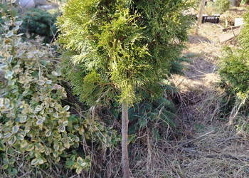 Tuja kulka sprzedajemy