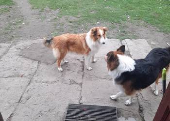Owczarek szkocki collie