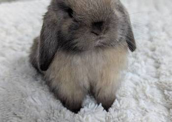 Mini lop królik miniaturka mały karzełek baranek króliki