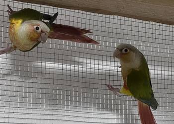 Sprzedam parę rudosterek zielonolicych