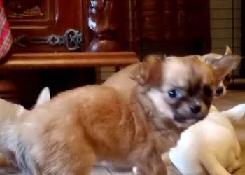 Chihuahua piesek  brązowy